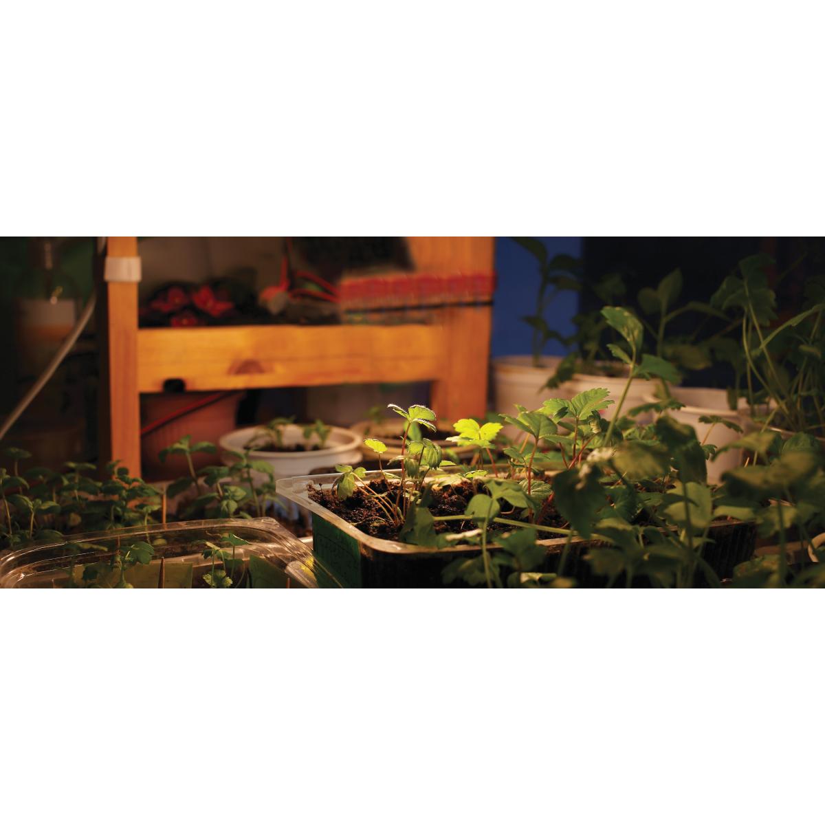 E26 16W PAR38 LED Grow Light | Full Spectrum | 120V | 1100 Lumens | Wet Rated | 25,000 Hours - Buchanan Lighting LTD.